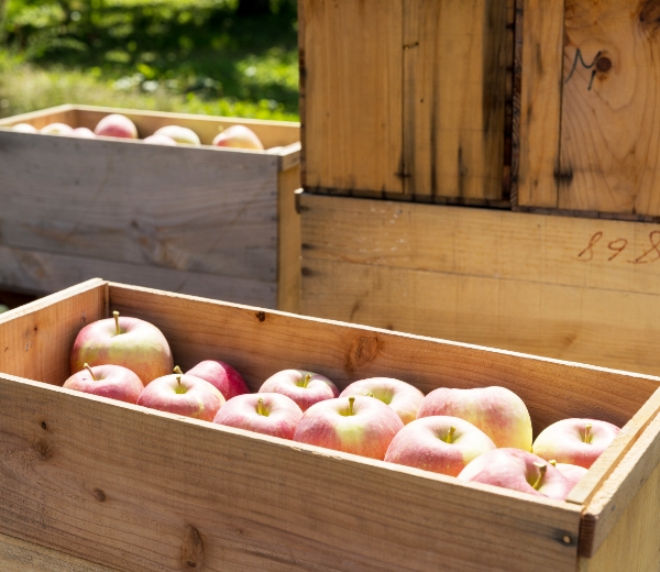 木箱に収められたりんご